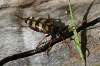 Leptura aurulenta