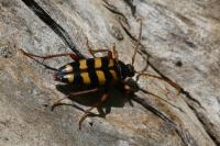 Leptura aurulenta
