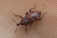 Hylobius transversovittatus