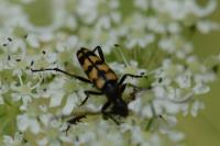 Leptura quadrifasciata