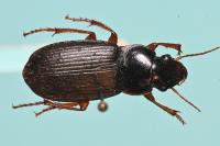 Pseudoophonus rufipes