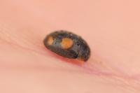 Platynaspis luteorubra