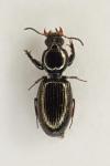 Dyschirius aeneus