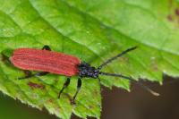 Platycis minutus