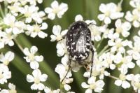 Oxythyrea funesta