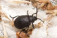 Galeruca tanaceti
