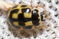 Propylea quatuordecimpunctata