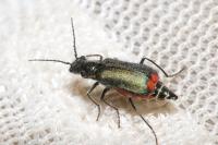 Malachius bipustulatus