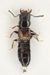 Platystethus cornutus