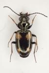 Bembidion quadripustulatum