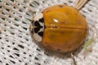 Harmonia axyridis