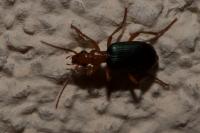 Brachinus crepitans
