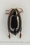 Dibolia cynoglossi
