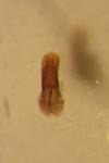 Dibolia cynoglossi