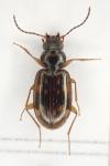Bembidion fumigatum