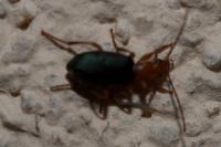 Brachinus crepitans