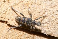 Rhagium inquisitor