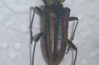 Oxymirus cursor