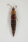 Ischnosoma