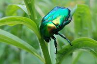 Cetonischema speciosissima
