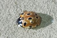 Anatis ocellata