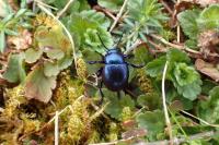 Timarcha goettingensis