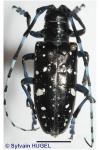 Anoplophora glabripennis