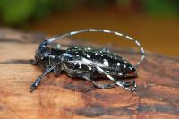 Anoplophora glabripennis