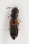 Oxytelus laqueatus