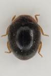 Scymnus