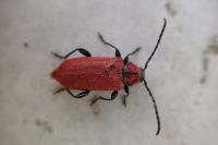 Pyrrhidium sanguineum