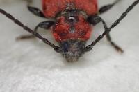 Pyrrhidium sanguineum