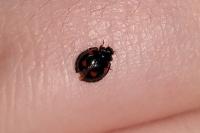 Exochomus quadripustulatus