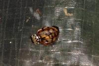 Harmonia quadripunctata