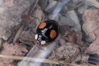 Harmonia axyridis
