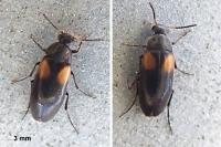 Anaspis fasciata
