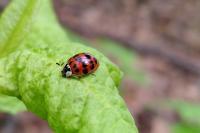 Harmonia axyridis