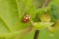 Vibidia duodecimguttata
