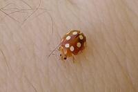 Vibidia duodecimguttata