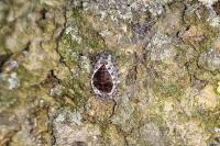 Exochomus quadripustulatus