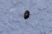 Scymnus