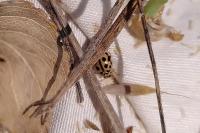 Tytthaspis sedecimpunctata