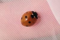 Coccinella