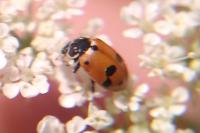 Hippodamia variegata