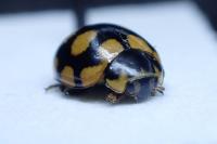 Coccinula quatuordecimpustulata