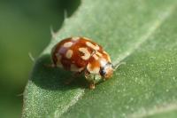 Myrrha octodecimguttata