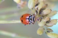 Hippodamia variegata