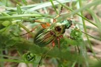 Carabus auratus