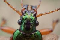 Carabus auratus