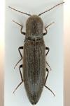 Agriotes pilosellus